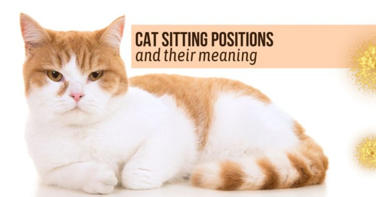Cat Sitting Positions