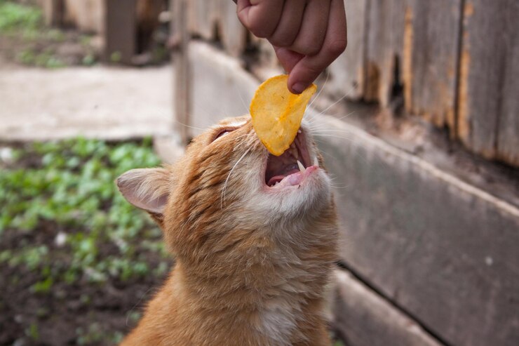Can Cats Eat Tortilla Chips