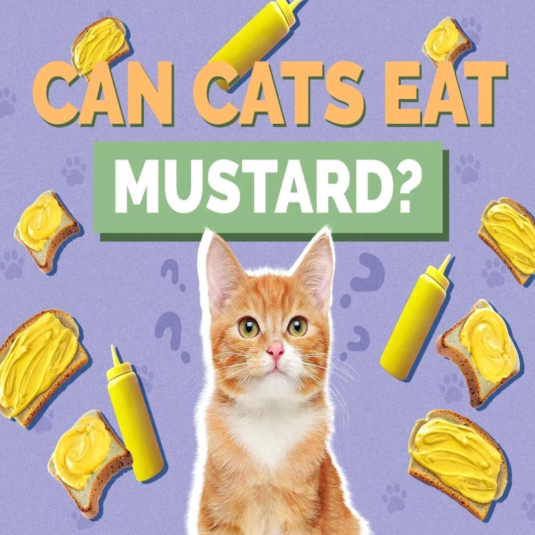 Can Cats Eat Mustard