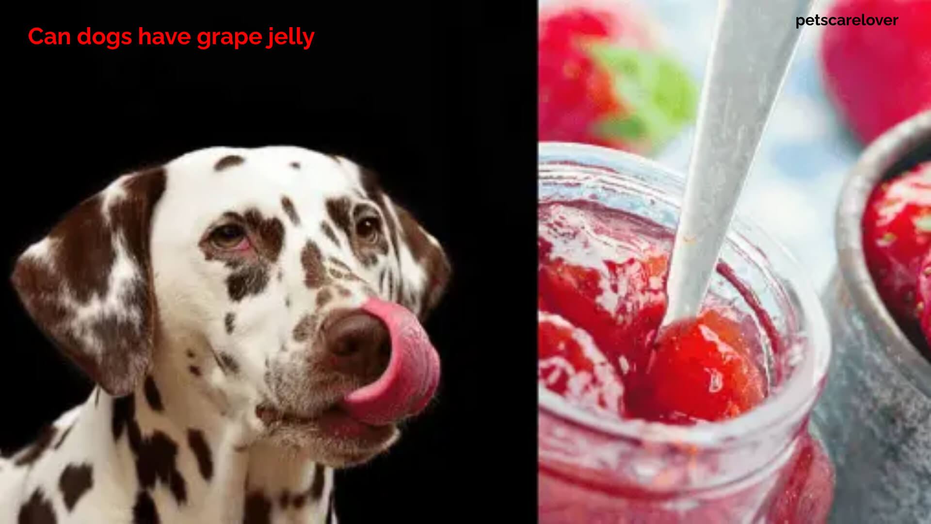 Can dogs have grape jelly