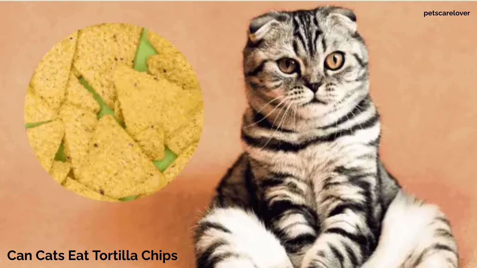 Can Cats Eat Tortilla Chips