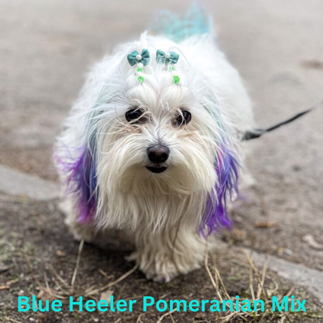 Blue Heeler Pomeranian Mix