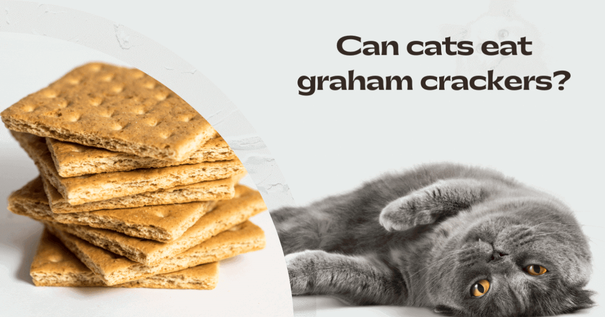 Can Cats Eat Graham Crackers