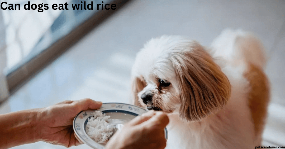 Can dogs eat wild rice