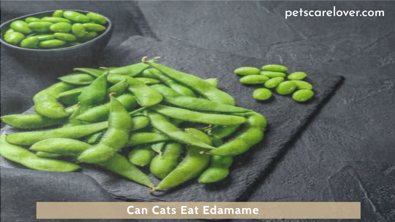Can Cats Eat Edamame