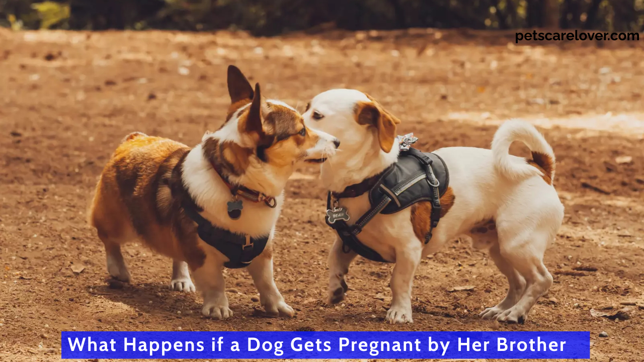 What Happens if a Dog Gets Pregnant by Her Brother