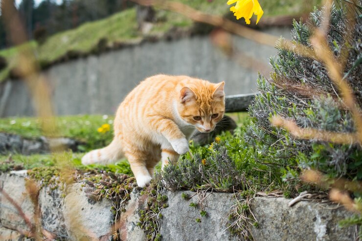 Is Witch Hazel Safe For Cats