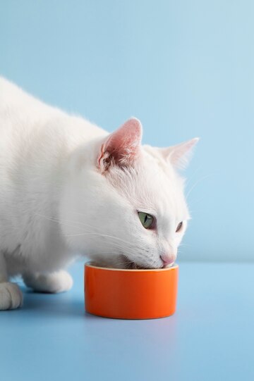 Can Cats Eat Canned Chicken