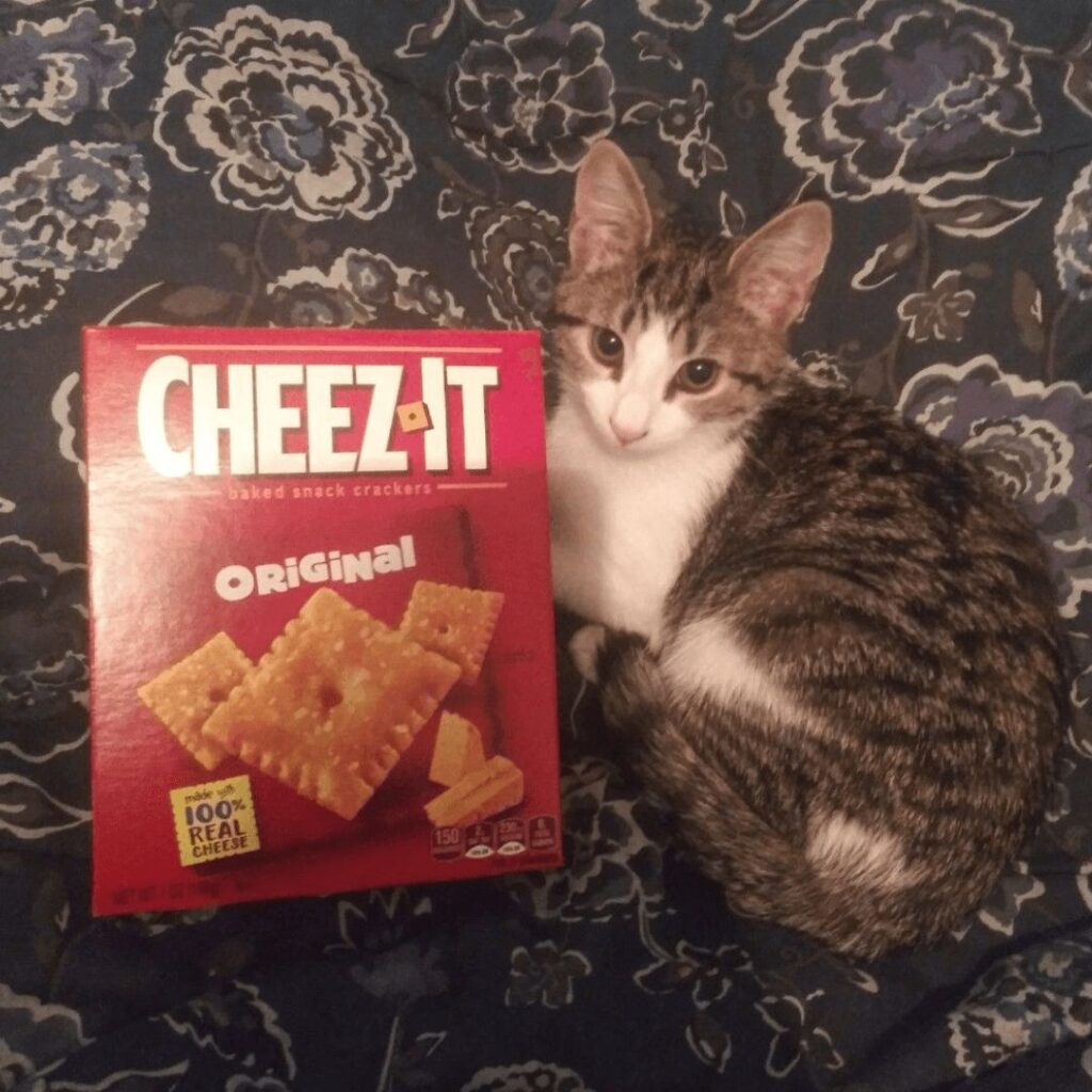 Can Cats Eat Cheez Its