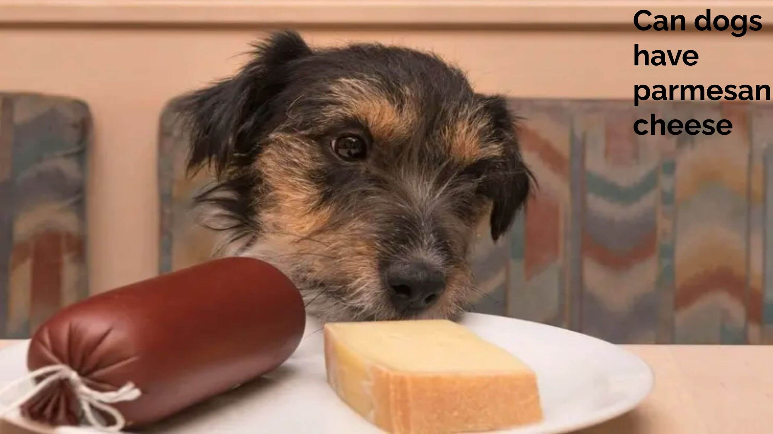 Can dogs have parmesan cheese