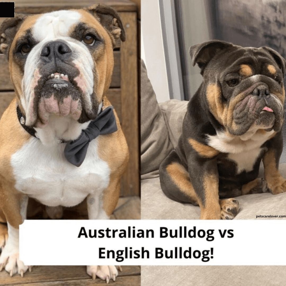 Australian Bulldog Vs English Bulldog