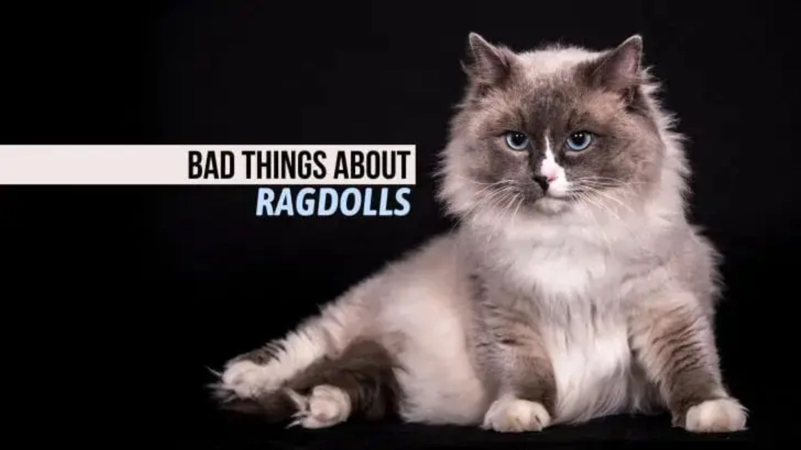 Bad Things About Ragdolls