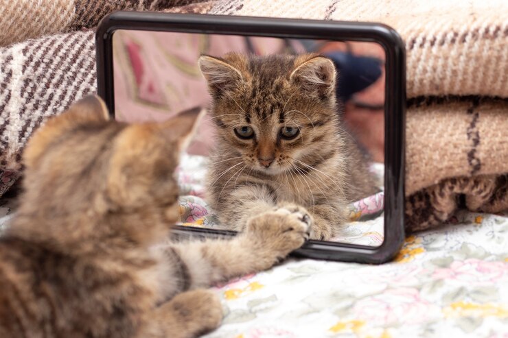 Why Does My Cat Scratch The Mirror