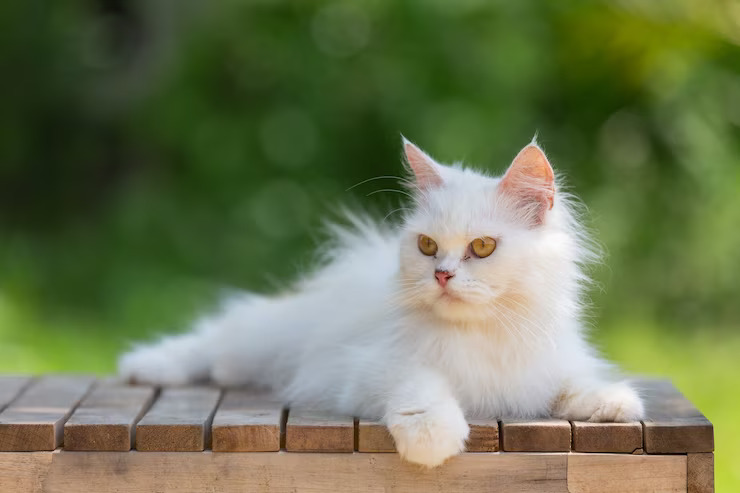 Maine Coon Persian Mix