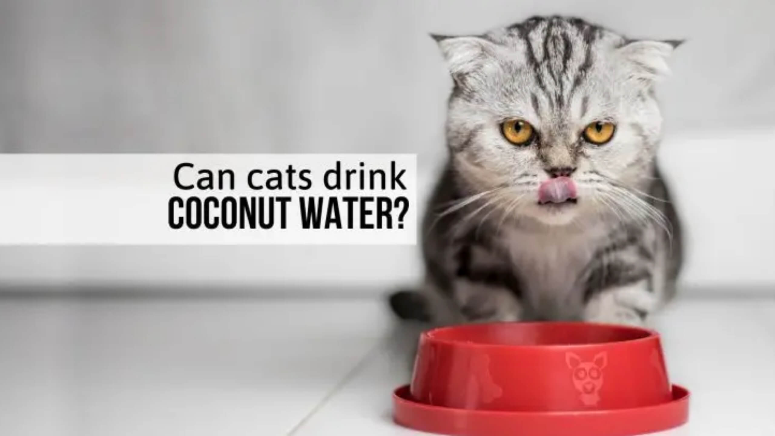 Can Cats Drink Coconut Water