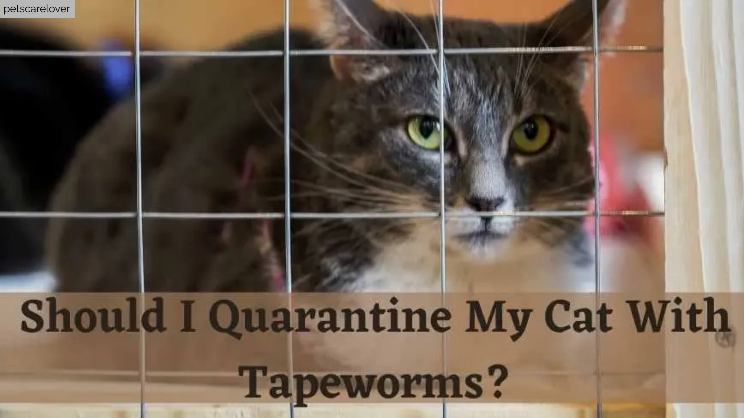 Should I Quarantine My Cat With Tapeworms