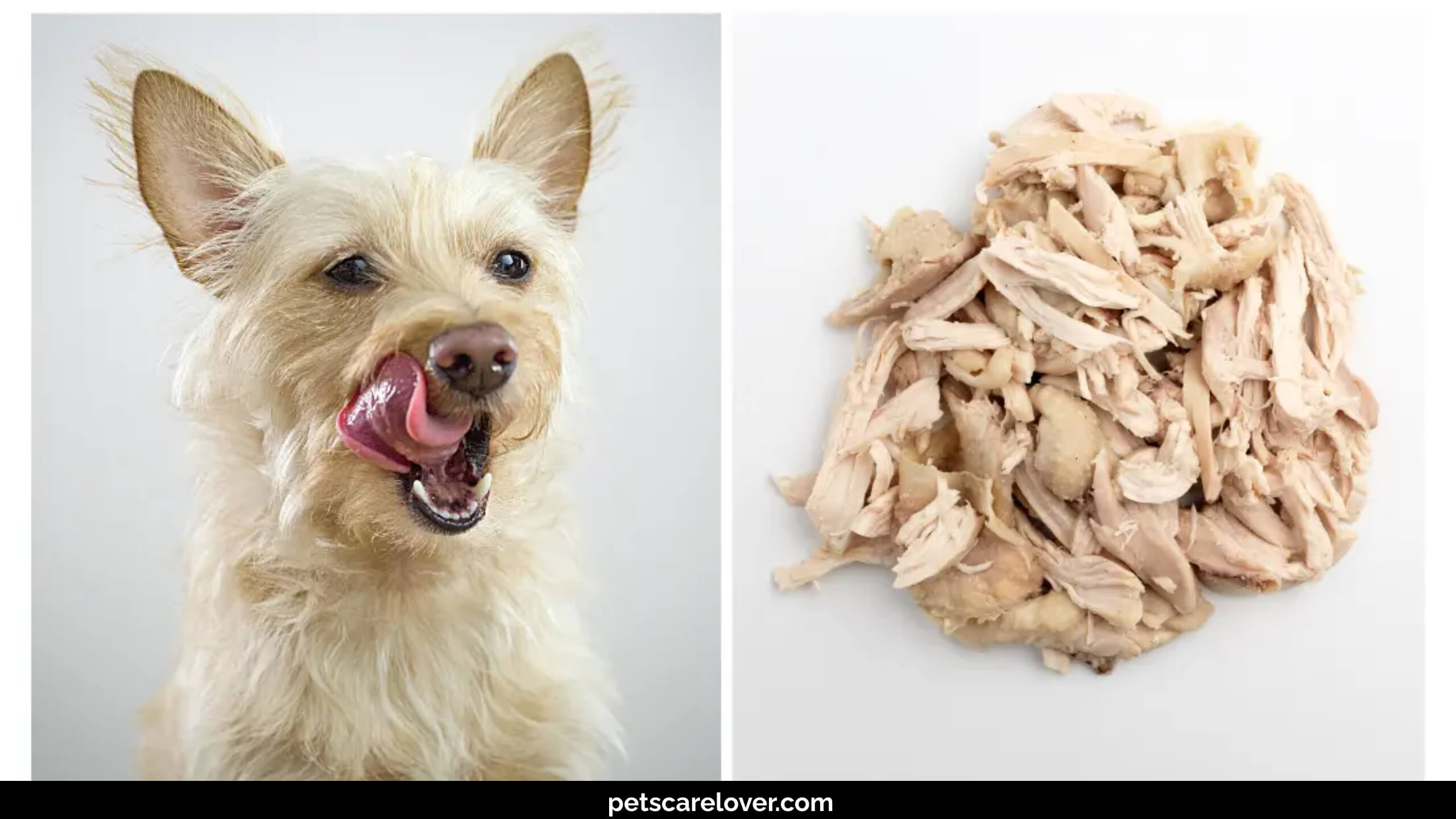 How to Boil Chicken for Dogs