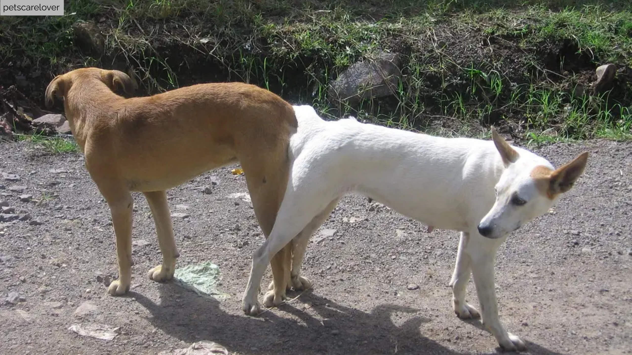 What Happens If You Pull Dogs Apart When Mating