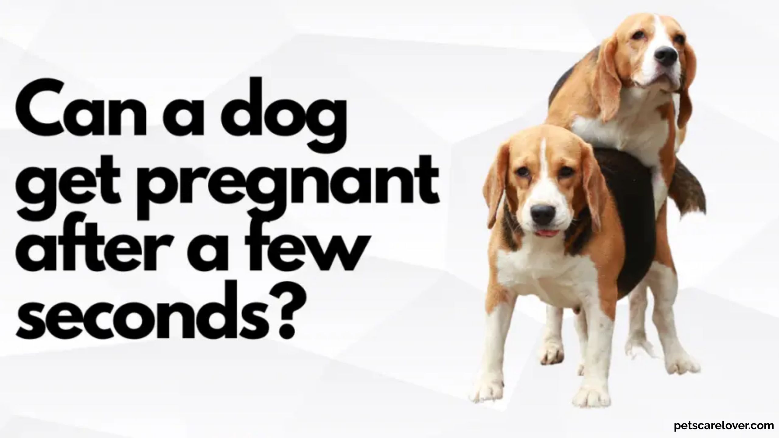 Can A Dog Get Pregnant After A Few Seconds