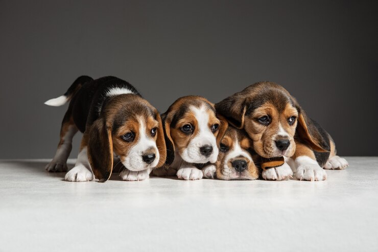 Beagle Coonhound Mix