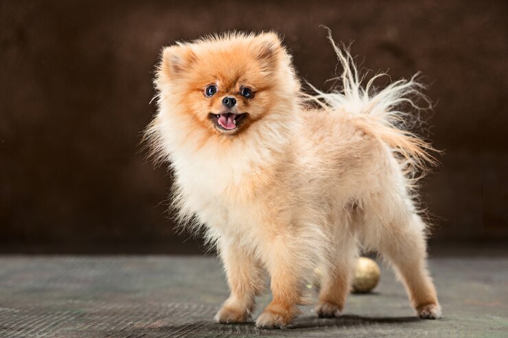 Yorkie Pomeranian Chihuahua Mix