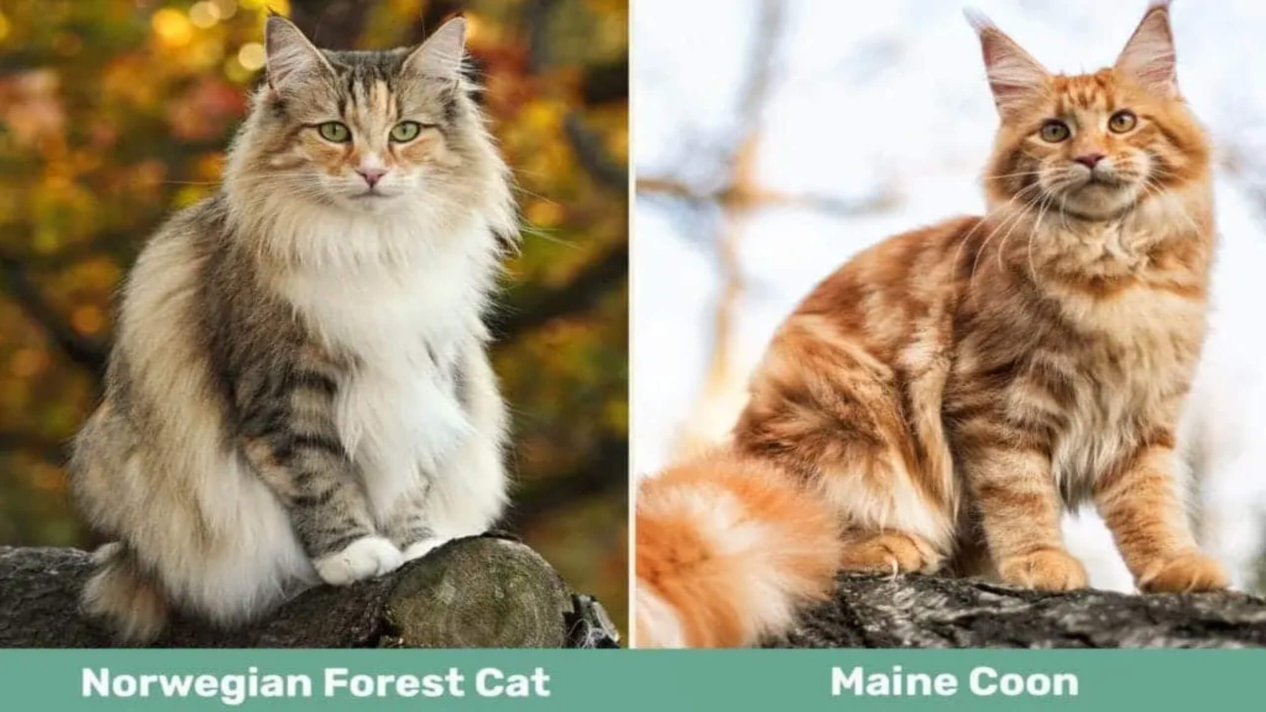 maine coon vs norwegian forest cat