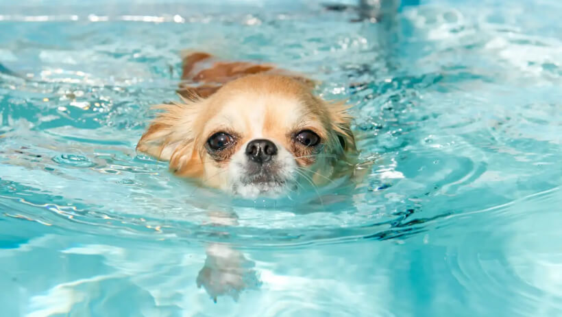 do chihuahuas like to swim