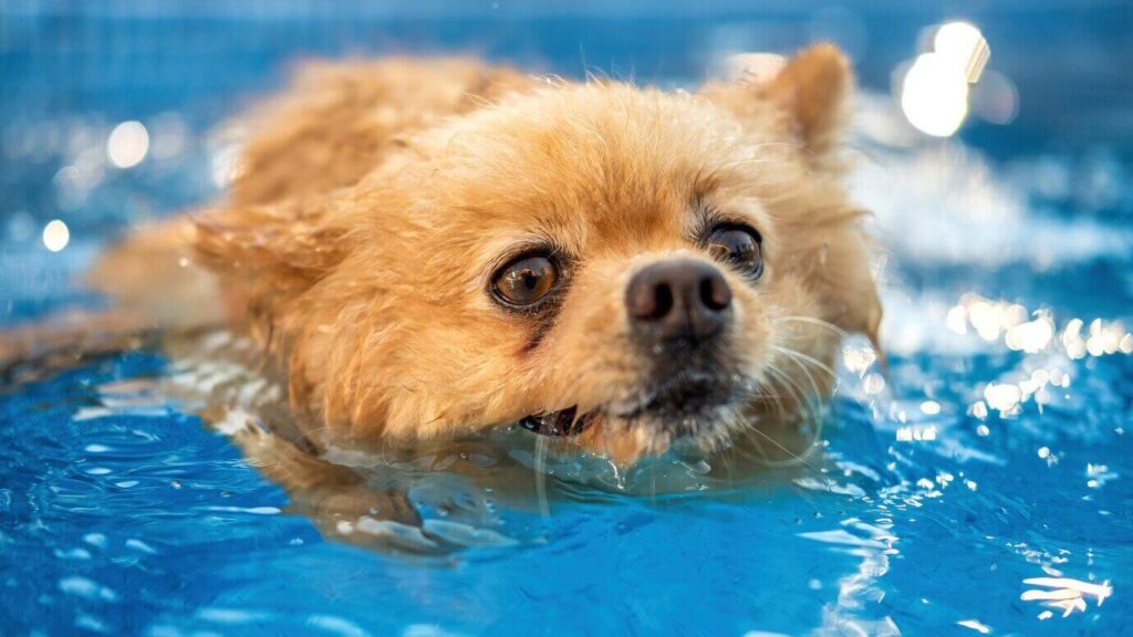  do chihuahuas like to swim